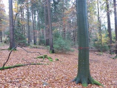Einzelne,"schlechter veranlagte/entwickelte" Laubhölzer verbleiben als Biotopbäume und bereichern den Dauerwald biologisch und optisch.
